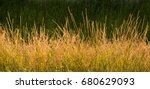 Gold Wild Grass Background