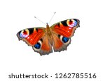 Beautiful Colored Butterfly On...
