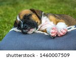 Sleeping Boxer Puppy On A Pillow