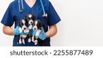 Small photo of Veterinarian Doctor with stethoscope wearing blue uniform holding cute fluffy 3 three black and white welsh corgi cardigans puppys in Veterinary clinic. medicine for pets. Doc examined the dog .