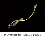 Small photo of Chickpea seedling phototropism and geotropism
