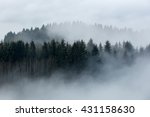 Foggy forest in a gloomy landscape