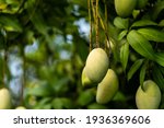 A Bunch Of Mango With Blur Leaf ...