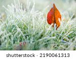 Green grass in white frost.Autumn brown maple leaves in frost. frosty Lawn close-up.First frosts. Frosty natural background. Late autumn.Autumn nature. 