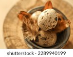 Small photo of Quail eggs.Feathers on quail eggs in a blue cup.Organic farm products.Animal protein.Useful healthy food.Organic farm natural quail eggs set in the rays of the sun.