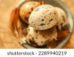 Small photo of farm quail eggs set in the rays of the sun. Quail eggs with feathers in a ceramic cup.top view.Feathers on quail eggs in a blue cup.Organic farm products.Animal protein.Useful healthy food.