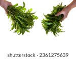 Small photo of Green stevia bunch in hand isolated on white background. Food grade vegetable sweetener.Stevia rebaudiana.Vegetable sweetener.Stevia plant.Sugar substitute. Natural dietary sweetener.