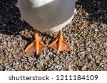 Webbed Orange Duck Feet