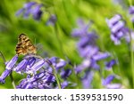 Butterfly Resting On Bluebell...