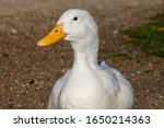 Portrait Of A White Pekin Duck