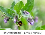 Small photo of White tailed bumblebee, Bombus lucorum, flying from flower to flower of the common or wild comfrey flower