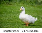 Large white heavy duck also...