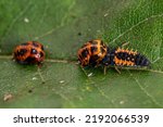 Small photo of Cannibalism of harlequin ladybird larva eating the pupa of another ladybird
