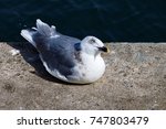 Seagull Resting On Concrete...