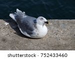 Seagull Resting On Concrete...
