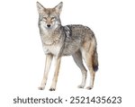 coyote isolated on white background.