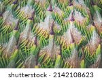 Natural Pattern Background Of...