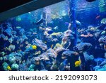 Clownfish and Blue Tang in aquarium in zoo