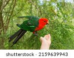 Australian King Parrot Male...