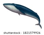 Blue Whale Great Illustration...