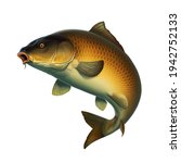 Common Carp fish (koi) realism isolate illustration. Fishing for big carp, feeder fishing, carp fishing.