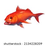Ruby Snapper Fish Illustration...