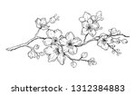 cherry flower blossom ... | Shutterstock .eps vector #1312384883
