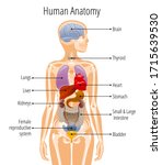 human body anatomy  vector... | Shutterstock .eps vector #1715639530