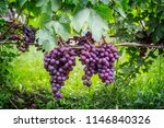 Bunches Of  Purple Grapes On...
