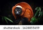 Red Ruffed Lemur Close Up...