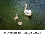 Two Young Chicks Swimming And...