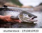 Small photo of A fisherman releases wild Atlantic silver salmon into the cold water