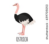 Cute Ostrich In Flat Style...