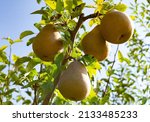 Photography on theme beautiful fruit branch pear tree with natural leaves under clean sky, photo consisting of fruit branch pear tree outdoors in rural, floral fruit branch pear tree in big garden