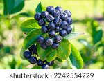 Small photo of Photography on theme beautiful berry branch aronia bush with natural leaves under clean sky, photo consisting of berry branch aronia bush outdoors in rural, floral berry branch aronia bush in garden