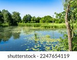 Small photo of Beautiful grass swamp reed growing on shore reservoir in countryside to colored background, photography consisting of wild grass swamp reed at wet water, grass long swamp reed from natural nature