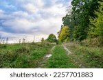 Photography on theme beautiful footpath in wild foliage woodland, photo consisting of rural footpath to wild foliage woodland without people, footpath at wild foliage woodland this is natural nature
