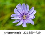 Small photo of Beauty wild growing flower chicory ordinary on background meadow, photo consisting from wild growing flower chicory ordinary to grass meadow, wild growing flower chicory ordinary at meadow countryside
