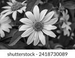 Small photo of Fine wild growing flower aster false sunflower on background meadow, photo consisting from wild growing flower aster false sunflower to grass meadow, wild growing flower aster false sunflower meadow