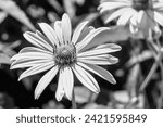 Small photo of Fine wild growing flower aster false sunflower on background meadow, photo consisting from wild growing flower aster false sunflower to grass meadow, wild growing flower aster false sunflower meadow