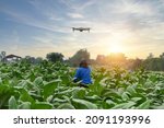 Small photo of Attractive tobacco plantation farmers are guiding by drone over tobacco plantations with silos. High technology innovations to increase agricultural productivity.