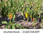 Small photo of Dried peppers in the garden. Drought, poor watering of plants