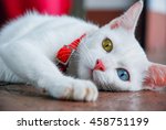 The Portrait Of White Thai Cat...
