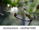 Wild Flower White Magnolia Is...