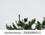 Small photo of starling bird is on the opine tree