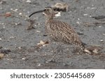 Small photo of grey tailed tattler in a seashore