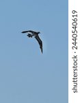 Small photo of brown booby in a sky