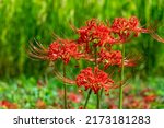 Small photo of Red spider lily - Lycoris radiata - is bloom in rural area in Fukuoka.