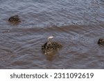 Small photo of Grey-tailed Tattler is looking for food on a sea shore in Fukuoka city, Japan.