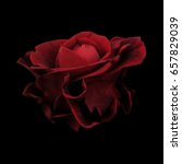 Photo Of A Red Rose On A Black...